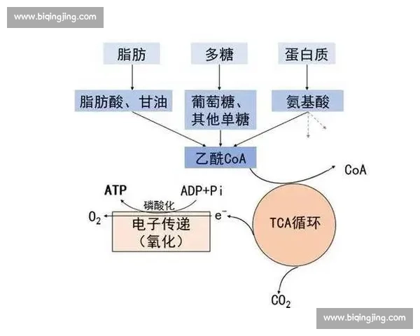 以能量储备为核心探讨生物体适应环境与维持生命活动的机制